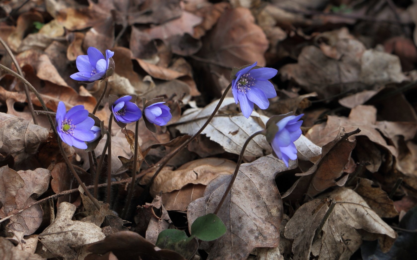 Обои цветы, природа, весна, печёночница, перелеска, hepatica nobilis, flowers, nature, spring, pechenocna, the coppice разрешение 1998x1336 Загрузить