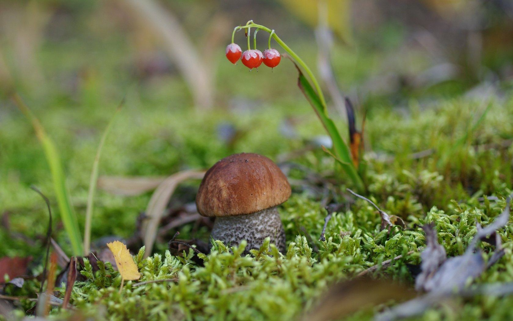 Обои гриб, мох, боровик, крепыш, mushroom, moss, borovik, burly разрешение 2232x1484 Загрузить