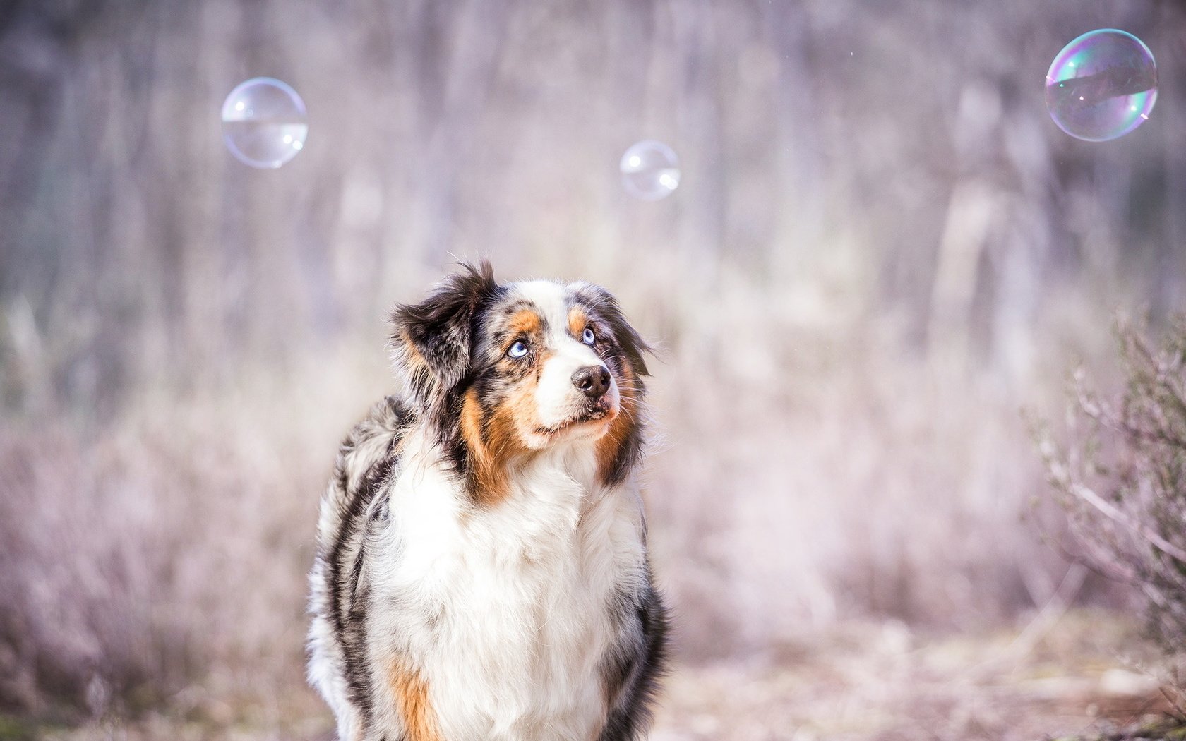 Обои взгляд, пузыри, собака, друг, австралийская овчарка, look, bubbles, dog, each, australian shepherd разрешение 1999x1261 Загрузить