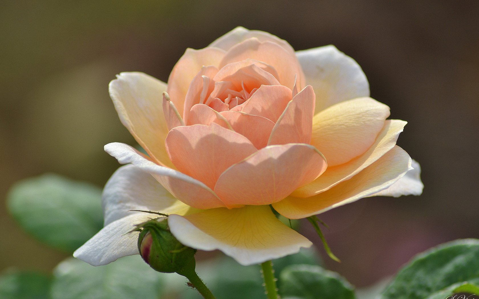 Персиковая нежная роза сорт