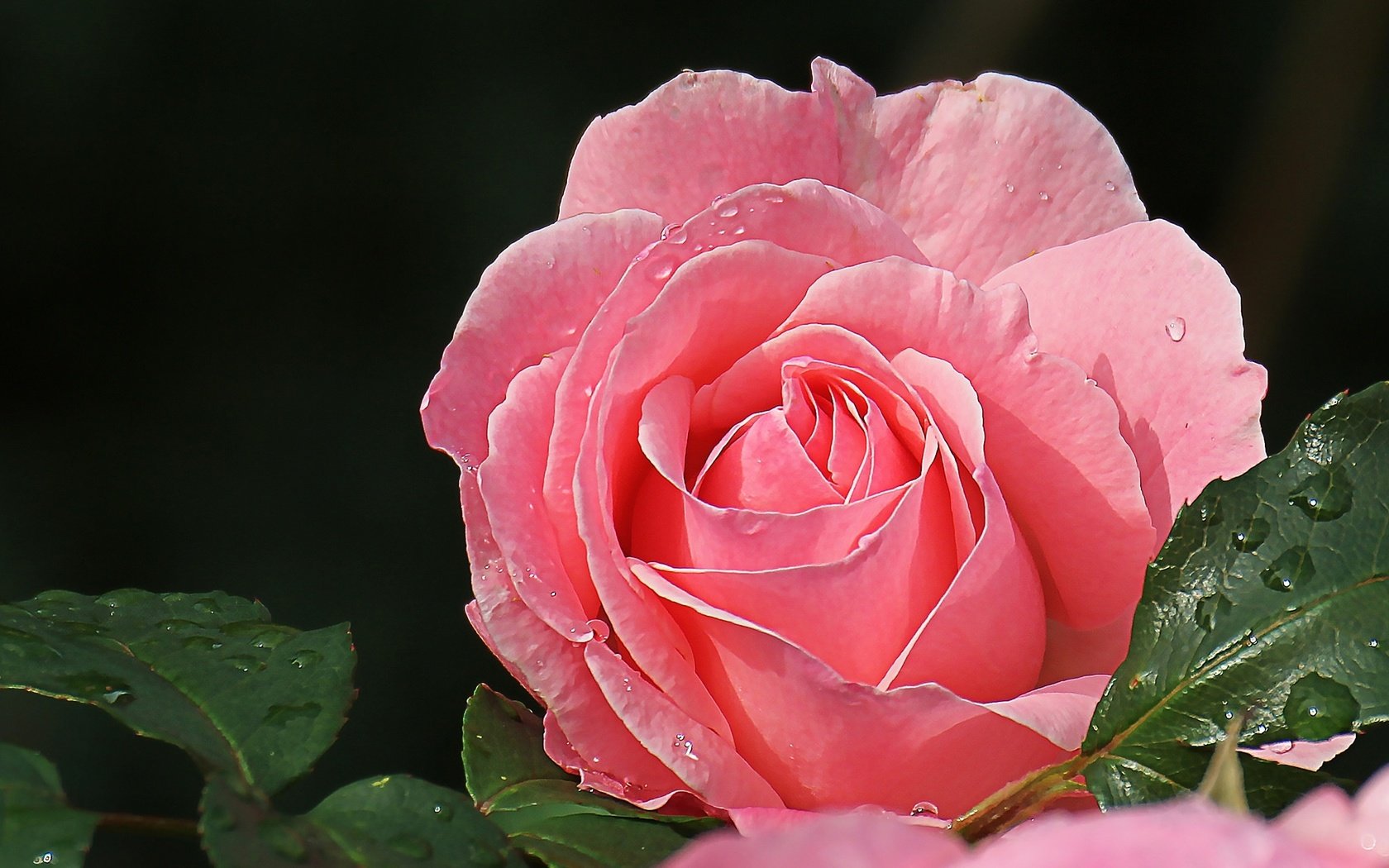 Обои макро, роза, лепестки, красавица, розовый, macro, rose, petals, beauty, pink разрешение 2048x1281 Загрузить