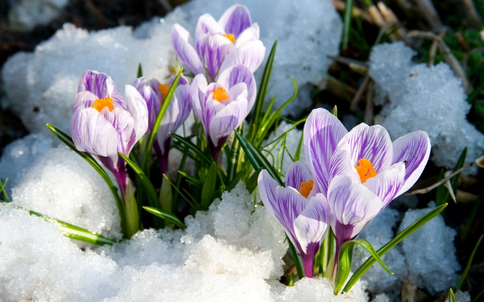 Обои снег, весна, крокусы, snow, spring, crocuses разрешение 1920x1233 Загрузить