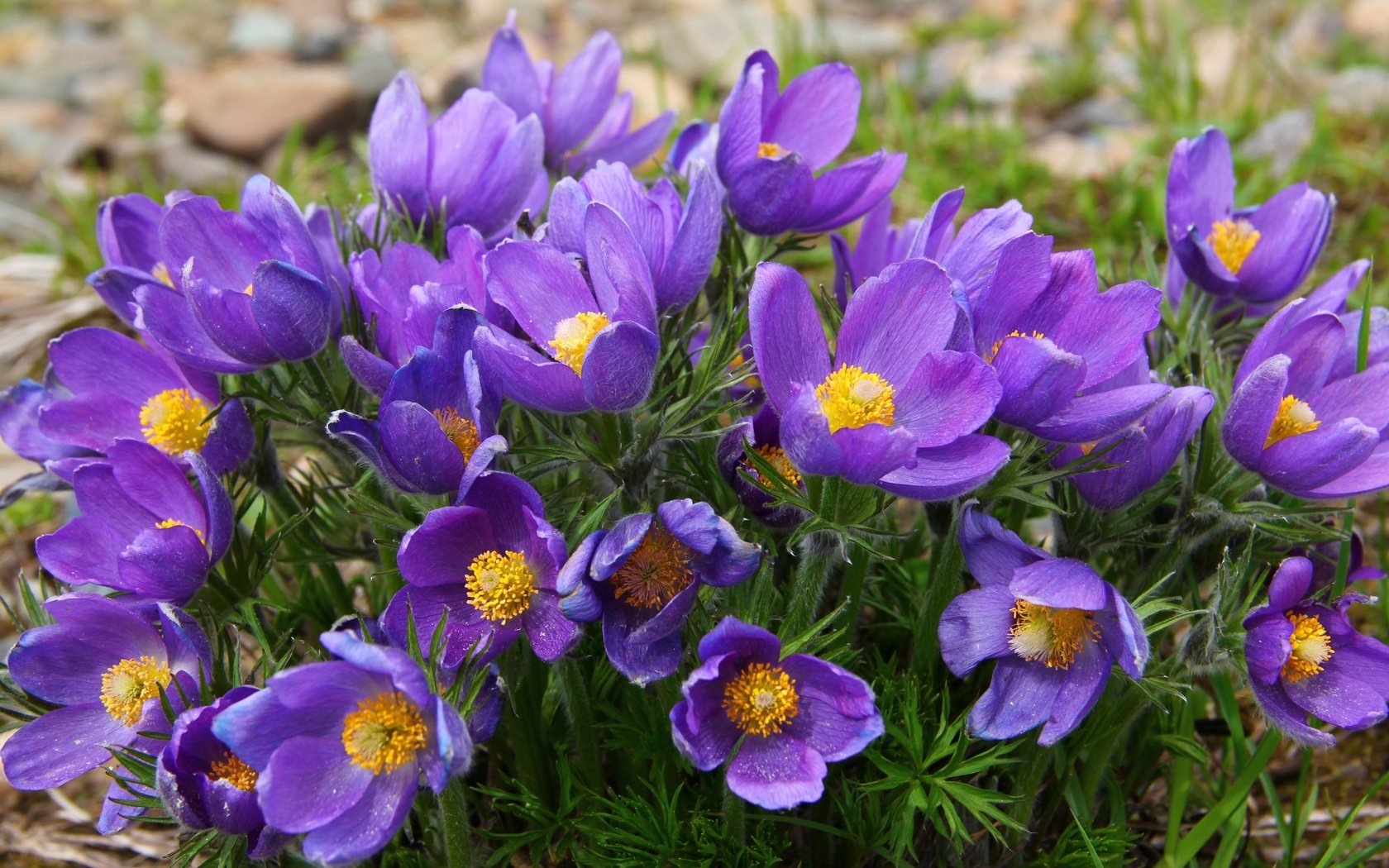 Обои фиолетовый, весна, анемоны, сон-трава, прострел, purple, spring, anemones, sleep-grass, cross разрешение 3000x2000 Загрузить
