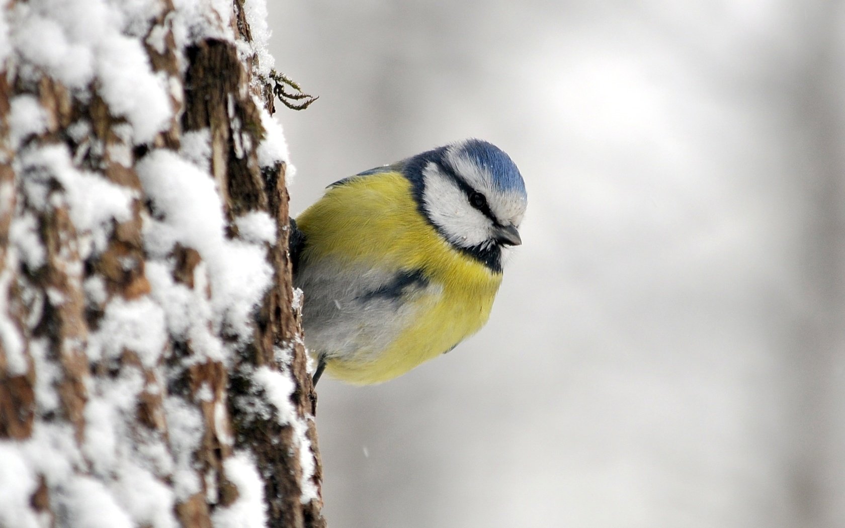 Обои птица, синица, лазоревка, bird, tit, blue tit разрешение 1920x1272 Загрузить