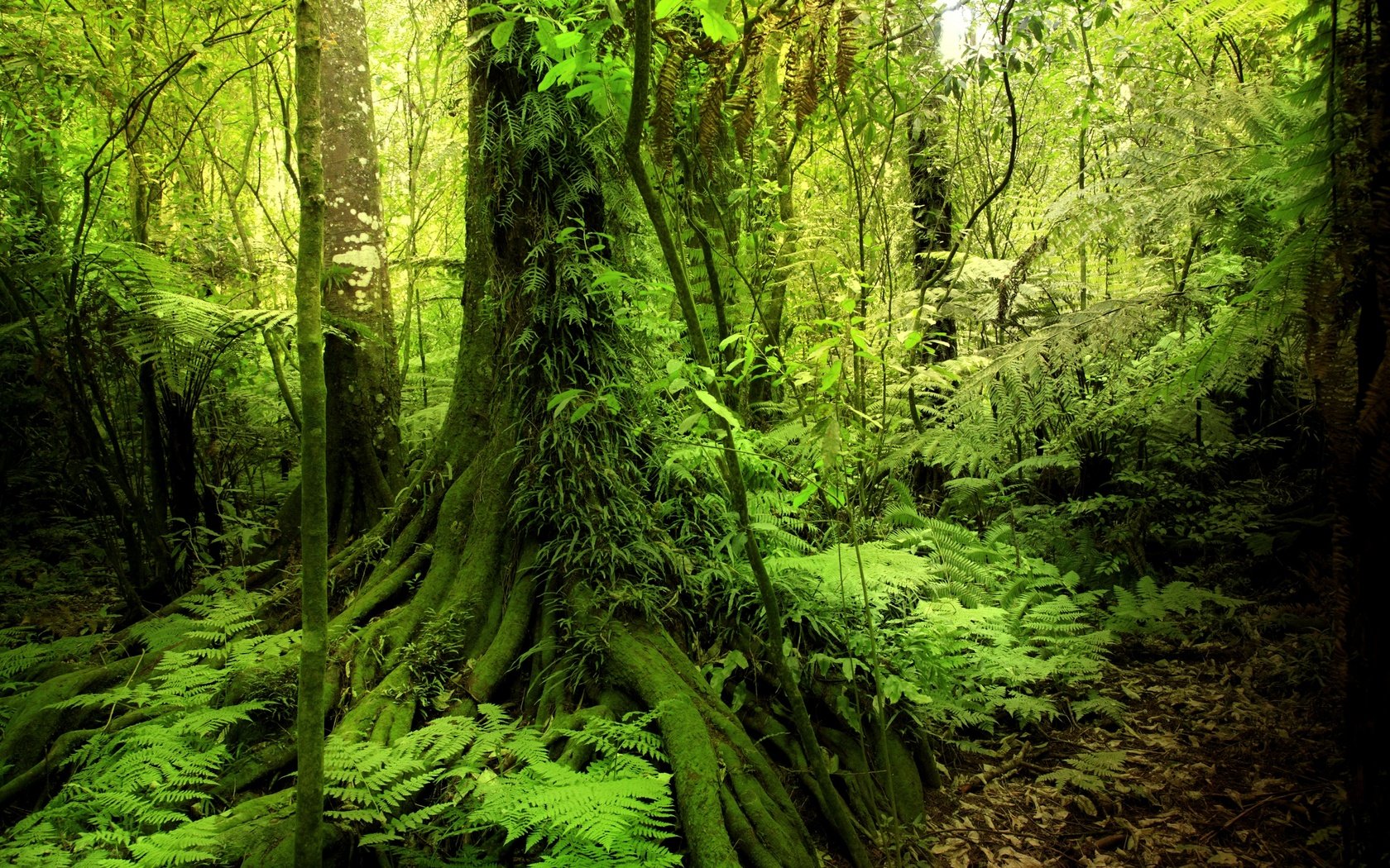Обои деревья, зелень, лес, кусты, мох, тропики, джунгли, trees, greens, forest, the bushes, moss, tropics, jungle разрешение 2880x1920 Загрузить