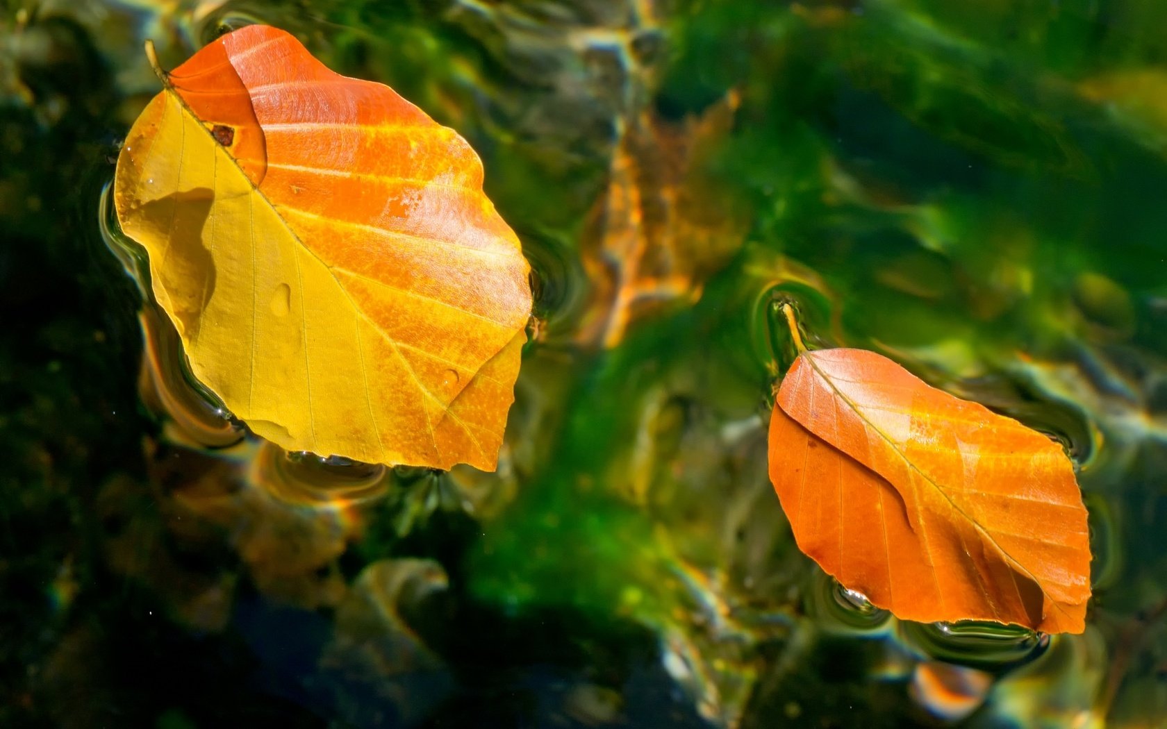 Обои вода, листья, осень, water, leaves, autumn разрешение 2048x1316 Загрузить