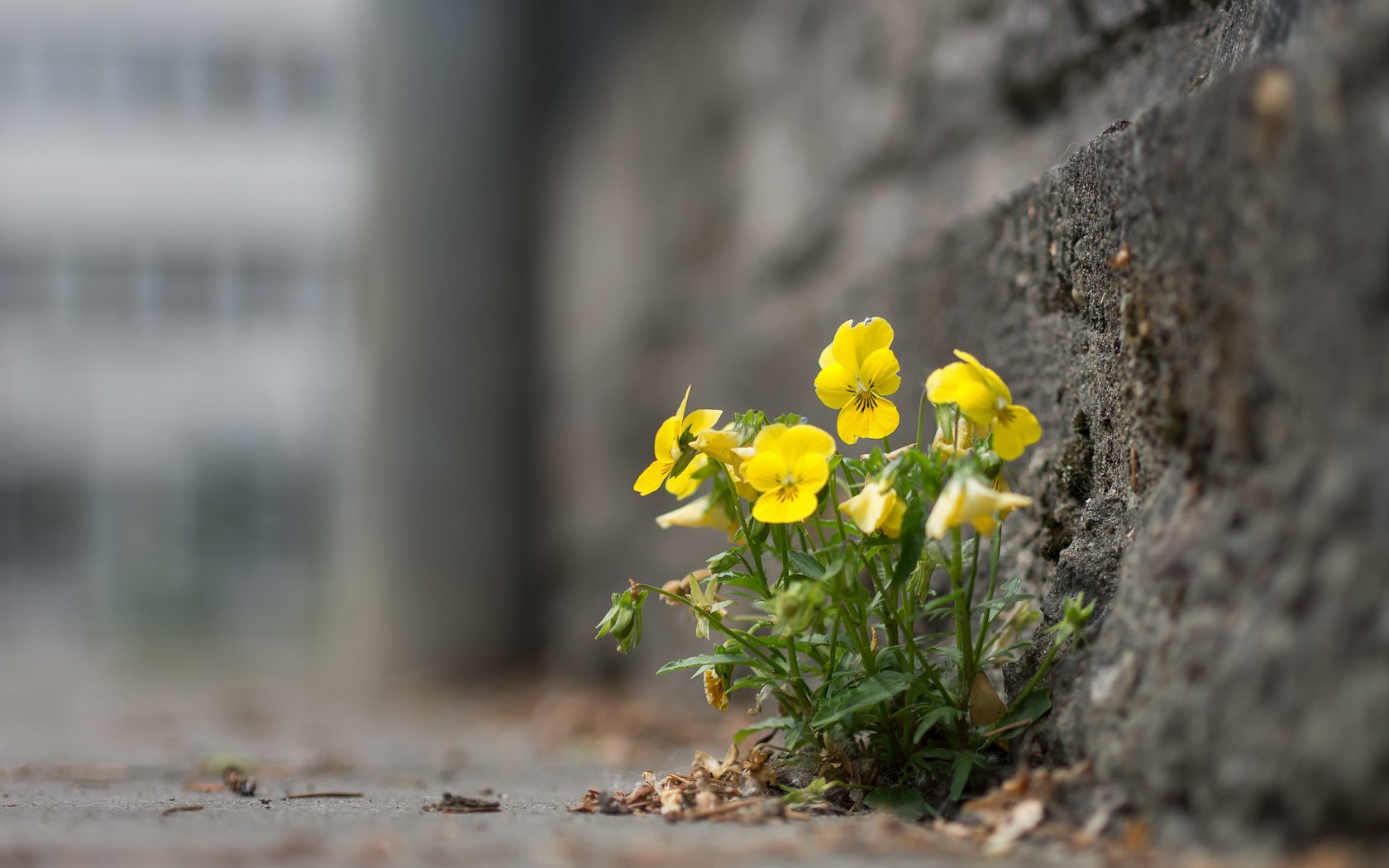 Обои цветы, город, улица, анютины глазки, flowers, the city, street, pansy разрешение 1920x1442 Загрузить