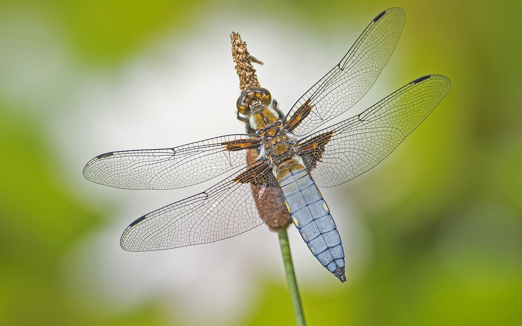 Обои макро, насекомое, крылья, стрекоза, macro, insect, wings, dragonfly разрешение 2048x1365 Загрузить