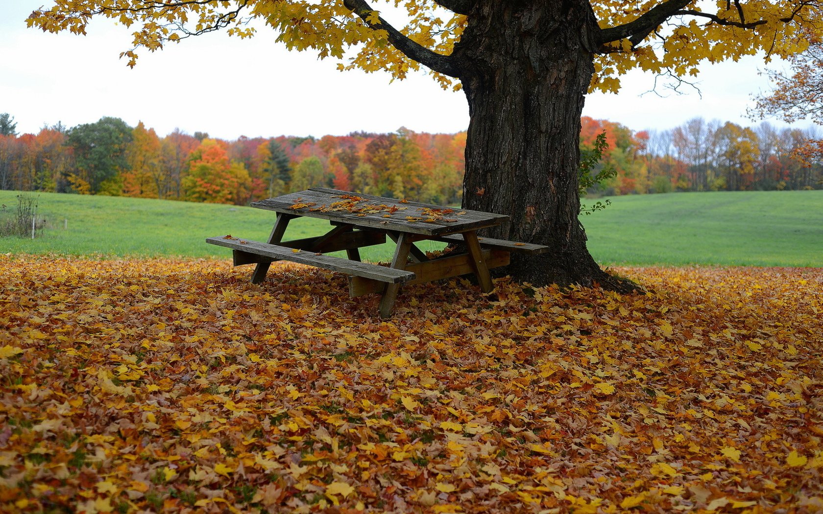 Обои дерево, листья, осень, стол, скамья, tree, leaves, autumn, table, bench разрешение 2048x1365 Загрузить