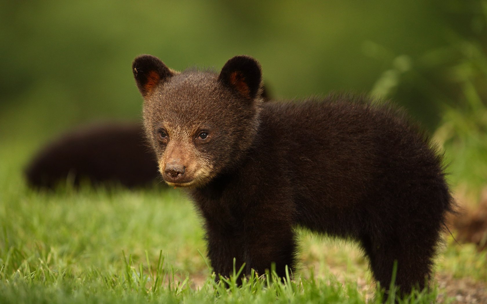Обои трава, взгляд, медведь, медвежонок, барибал, чёрный медведь, grass, look, bear, baribal, black bear разрешение 2048x1365 Загрузить