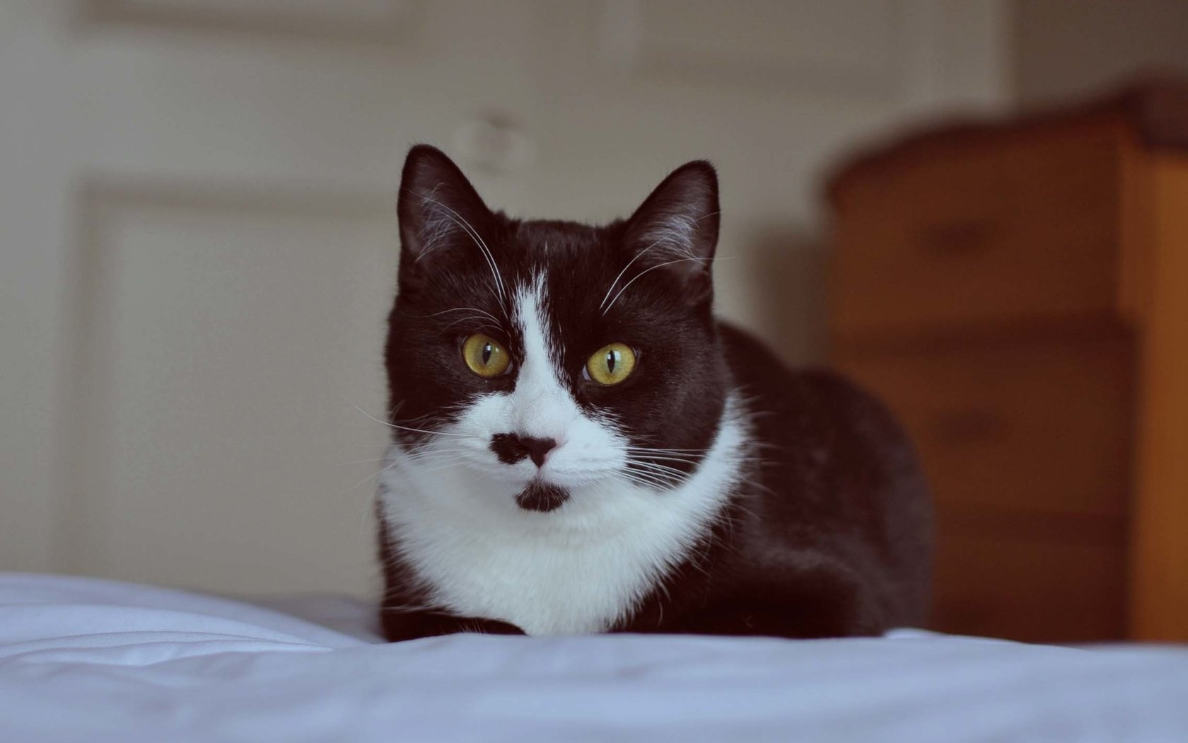 Обои глаза, кот, усы, кошка, чёрно-белый, eyes, cat, mustache, black and white разрешение 2270x1675 Загрузить