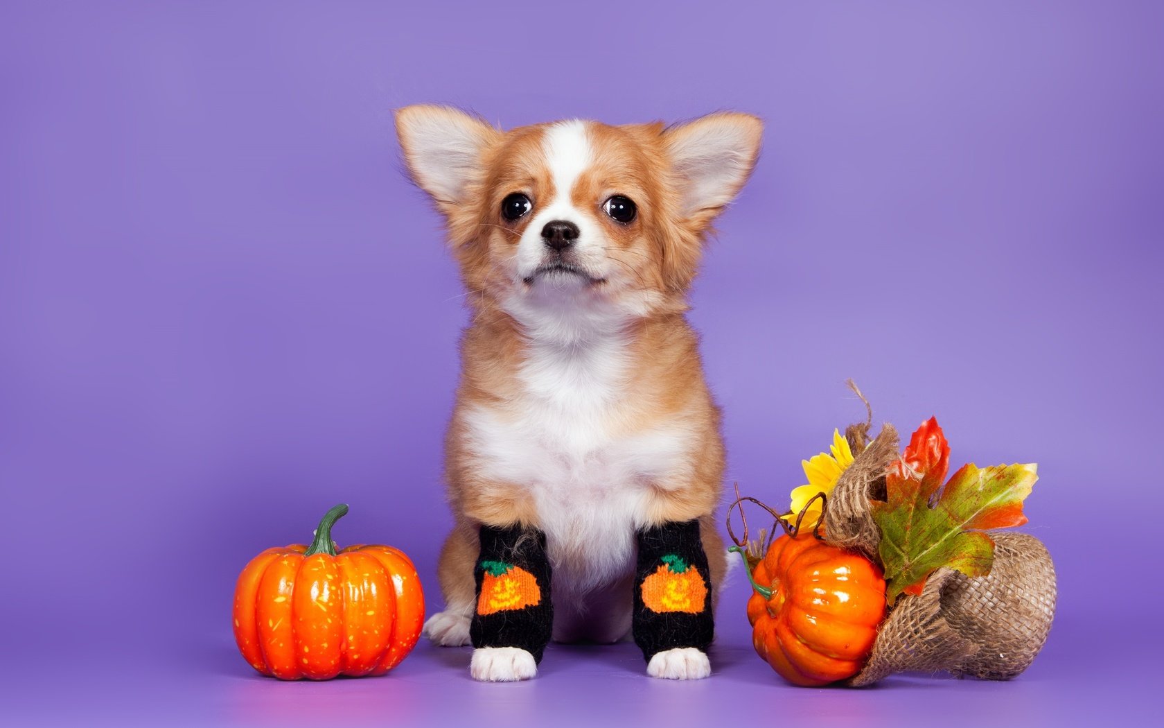 Обои листья, собака, щенок, носки, тыква, чихуахуа, leaves, dog, puppy, socks, pumpkin, chihuahua разрешение 3300x2106 Загрузить