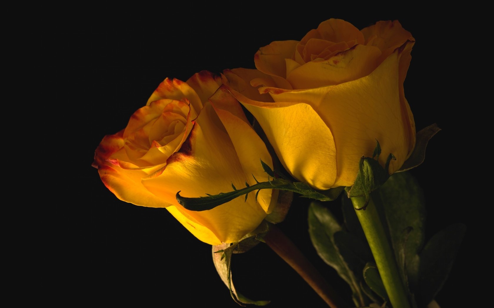 Обои бутоны, розы, пара, желтые, buds, roses, pair, yellow разрешение 3000x2002 Загрузить