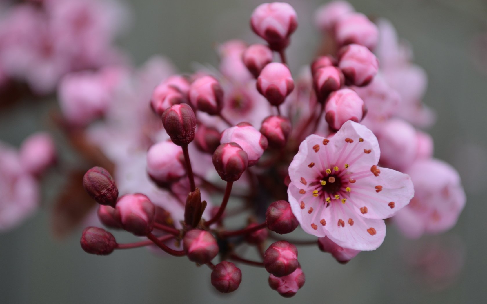 Обои цветы, ветка, природа, цветение, макро, весна, весенние, flowers, branch, nature, flowering, macro, spring разрешение 4928x3264 Загрузить