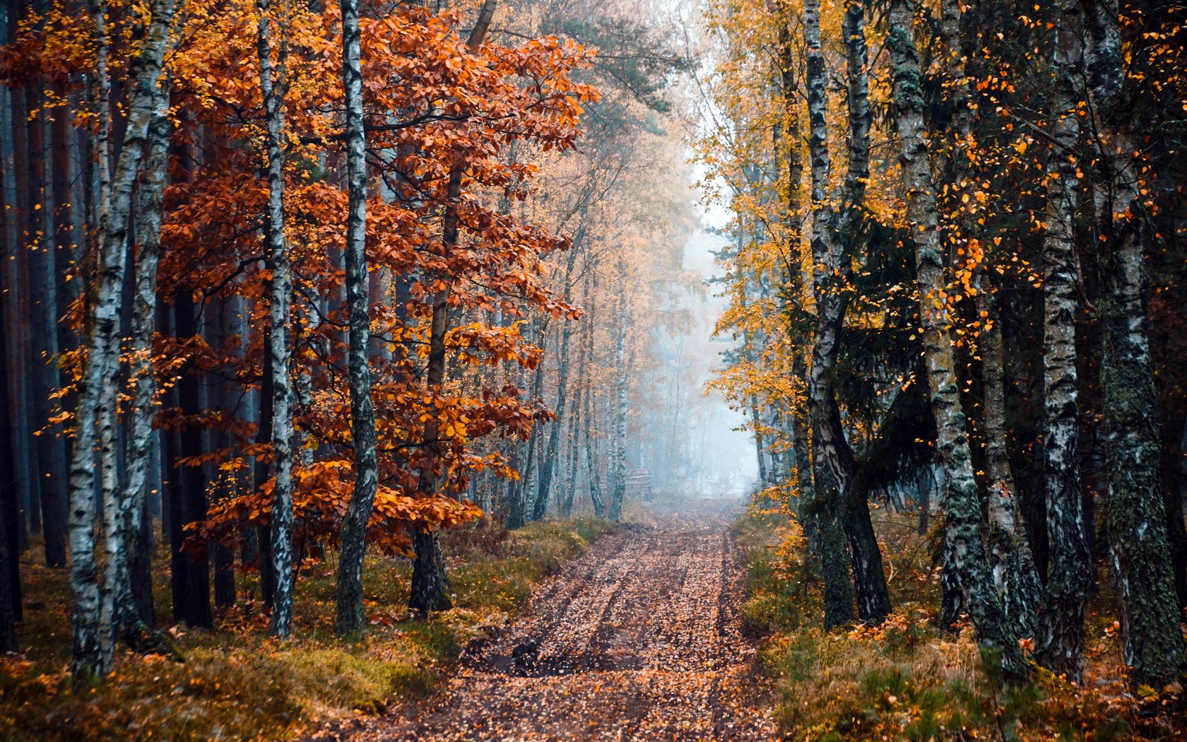 Обои дорога, деревья, природа, лес, осень, береза, road, trees, nature, forest, autumn, birch разрешение 2400x1520 Загрузить