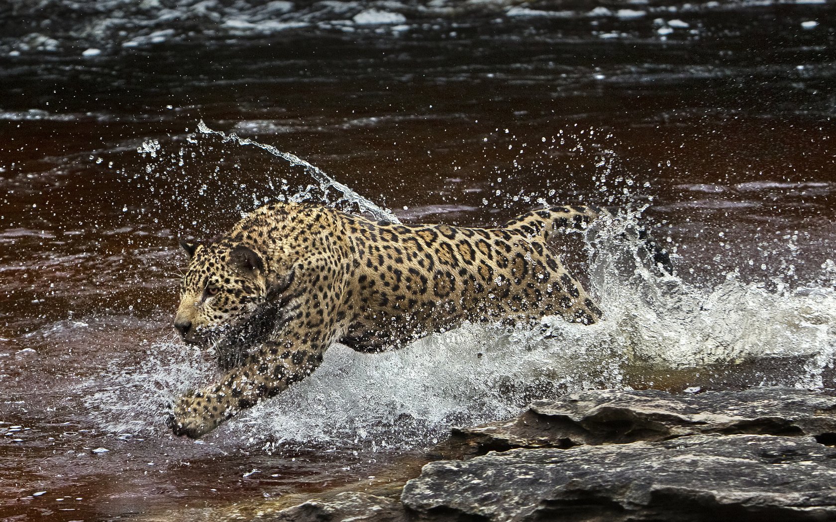 Обои вода, брызги, хищник, ягуар, амазония, (фильм), water, squirt, predator, jaguar, amazon, (film) разрешение 2048x1292 Загрузить