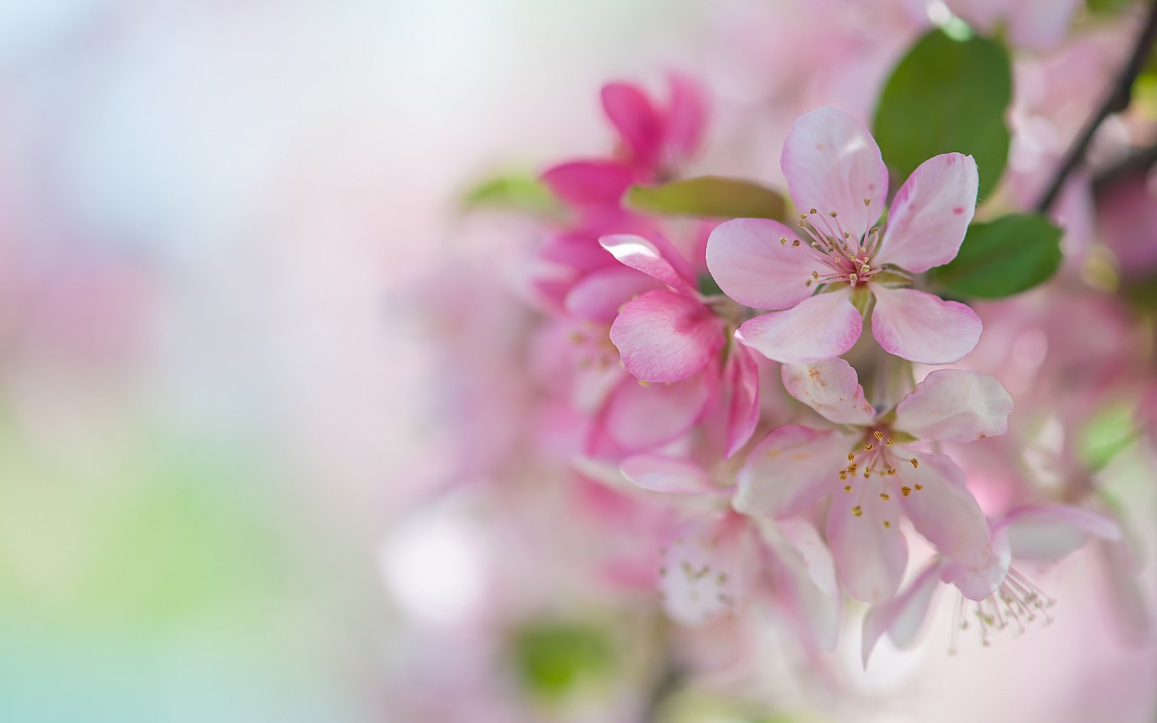 Обои весна, розовый, сакура, нежность, spring, pink, sakura, tenderness разрешение 2048x1370 Загрузить