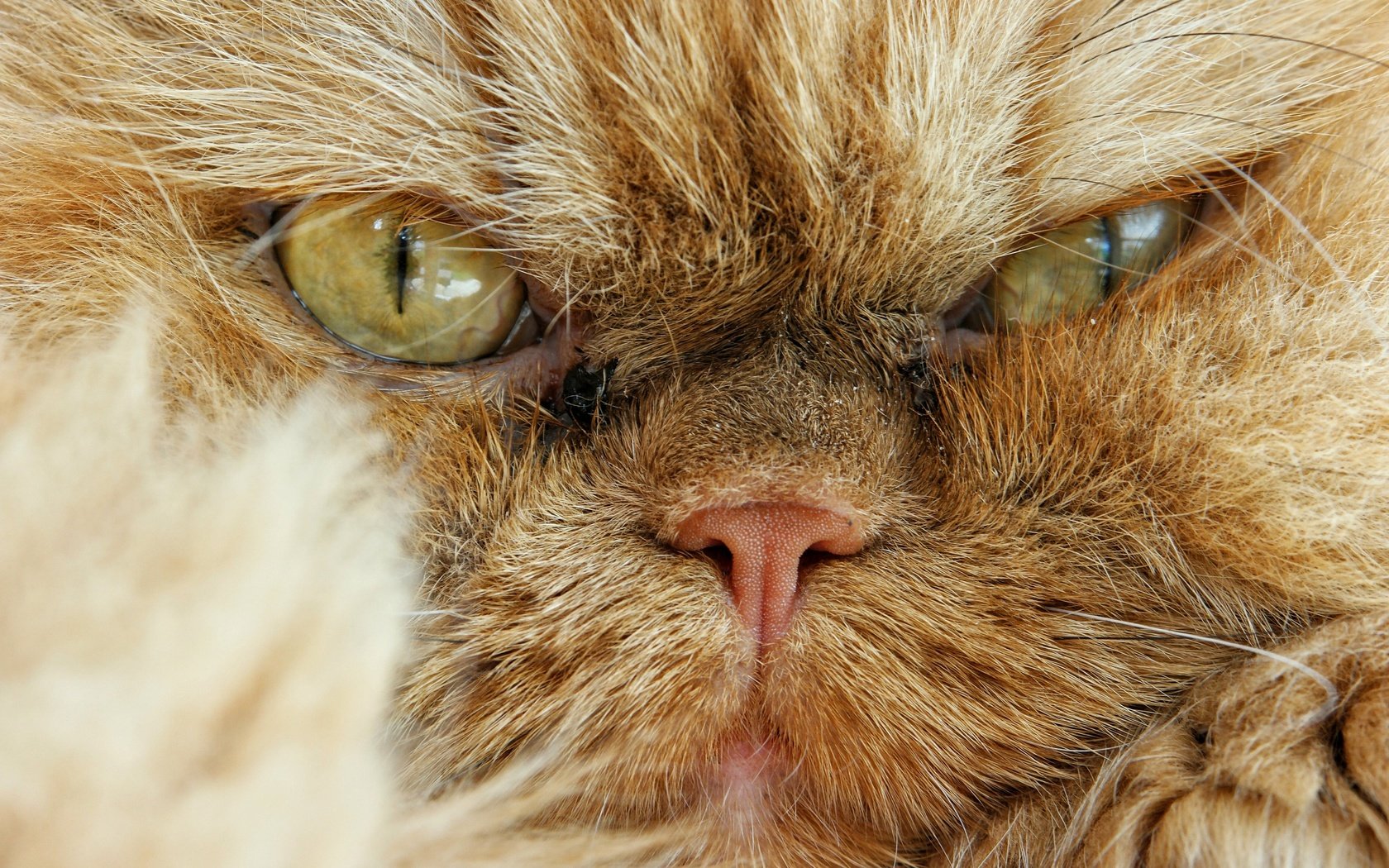 Обои кот, мордочка, взгляд, сердитый, персидская кошка, cat, muzzle, look, angry, persian cat разрешение 2880x1920 Загрузить