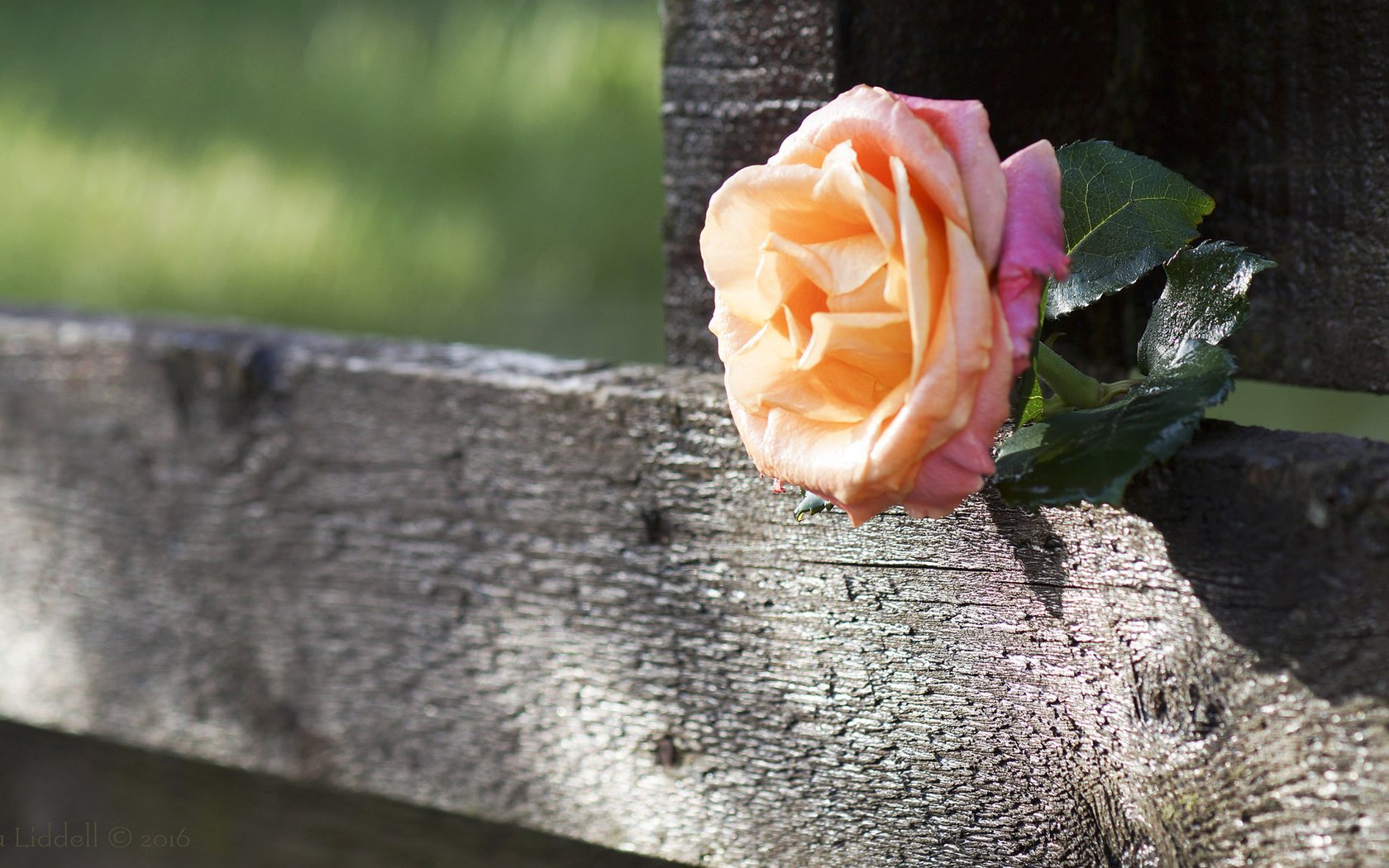 Обои доска, роза, забор, board, rose, the fence разрешение 2048x1150 Загрузить