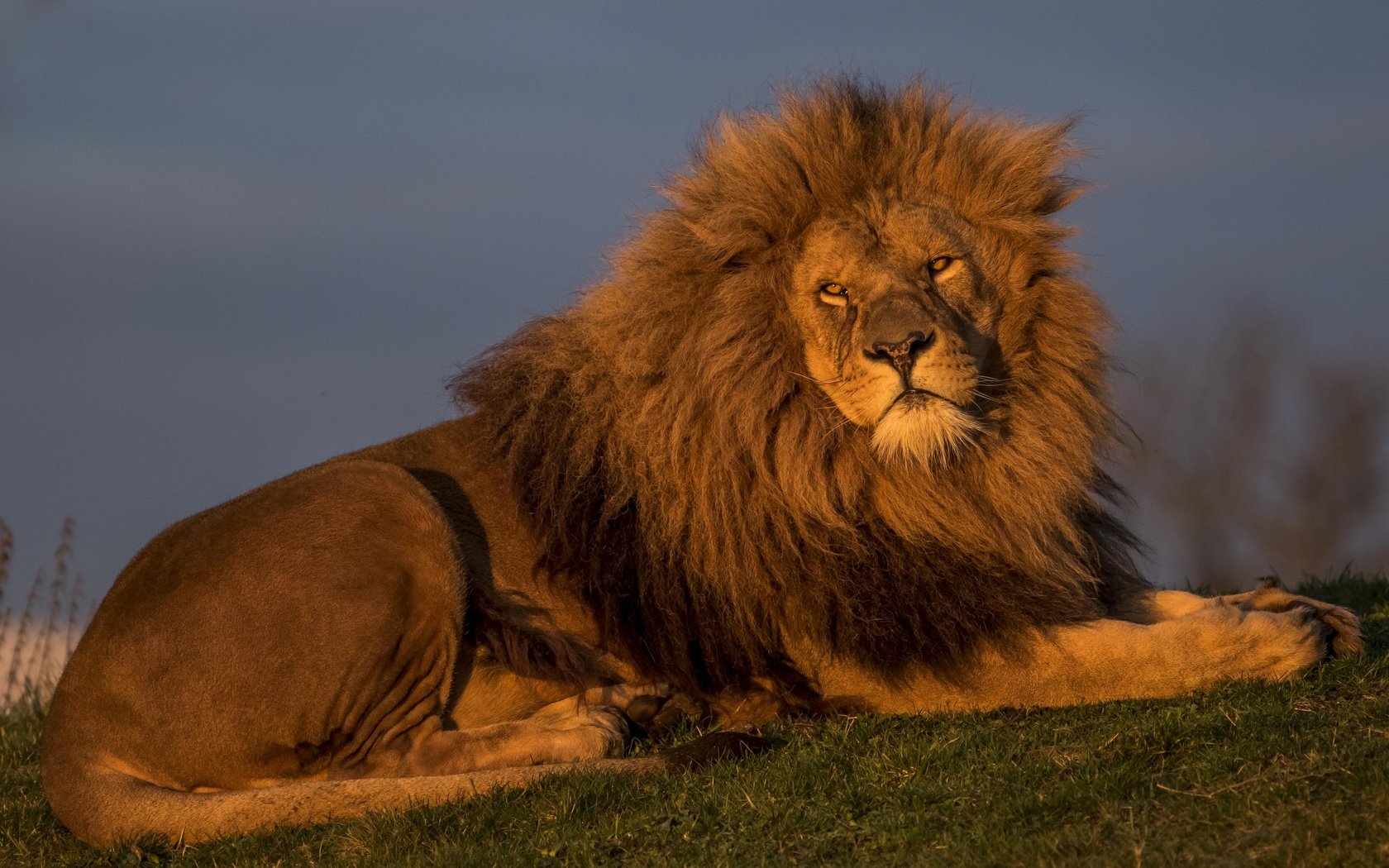 Обои лев, красавец, царь зверей, leo, handsome, the king of beasts разрешение 5154x3095 Загрузить