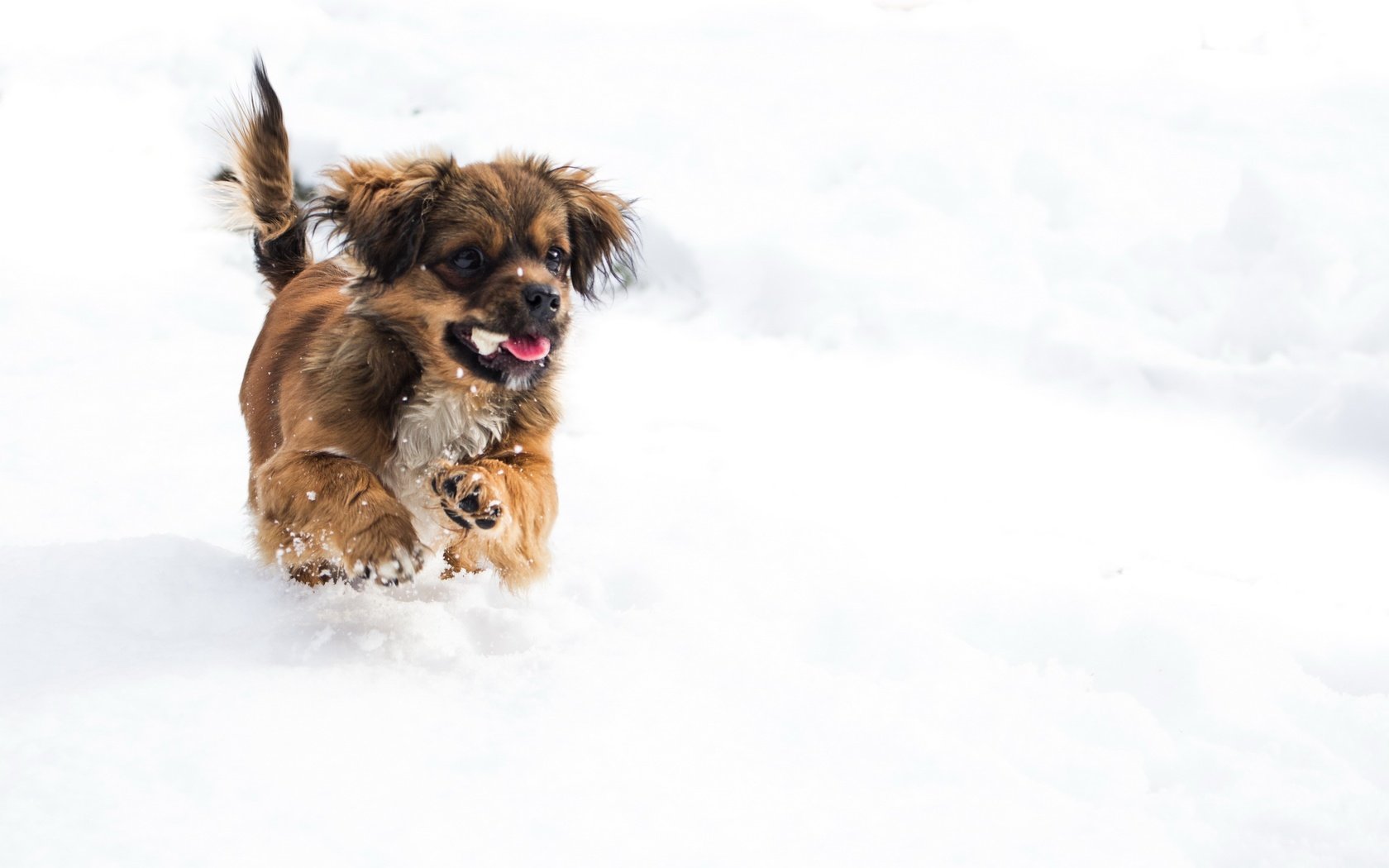 Обои снег, зима, мордочка, собака, щенок, лапки, snow, winter, muzzle, dog, puppy, legs разрешение 2560x1707 Загрузить