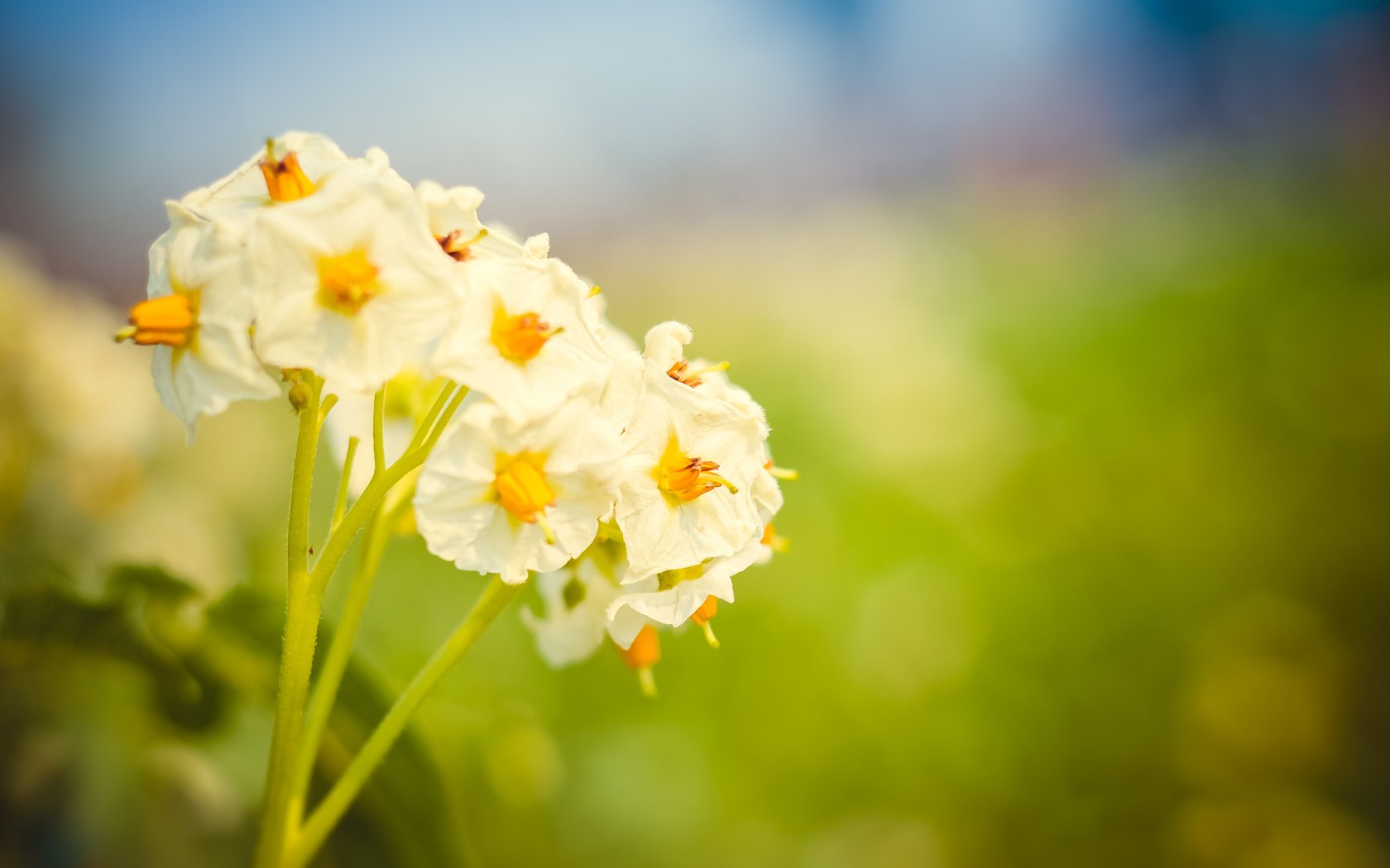 Обои природа, цветение, макро, цветок, лето, картофельный цвет, nature, flowering, macro, flower, summer, potato color разрешение 3696x2448 Загрузить