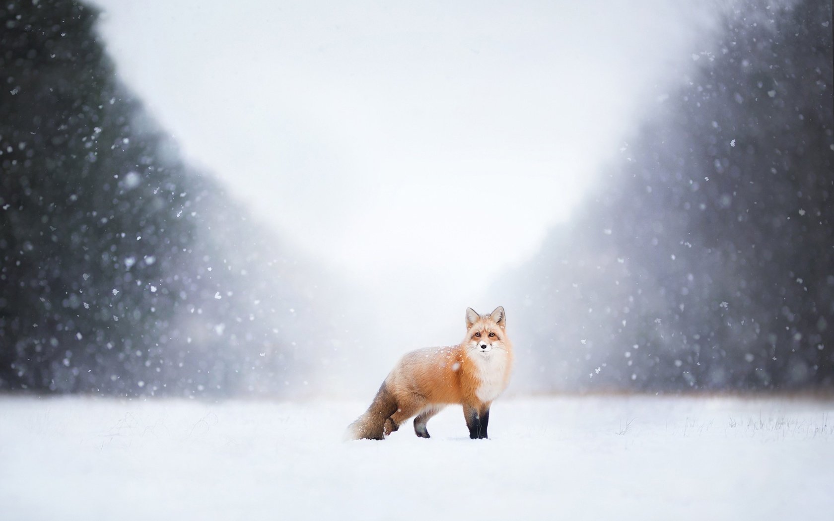 Обои снег, природа, зима, лиса, лисица, snow, nature, winter, fox разрешение 2048x1365 Загрузить