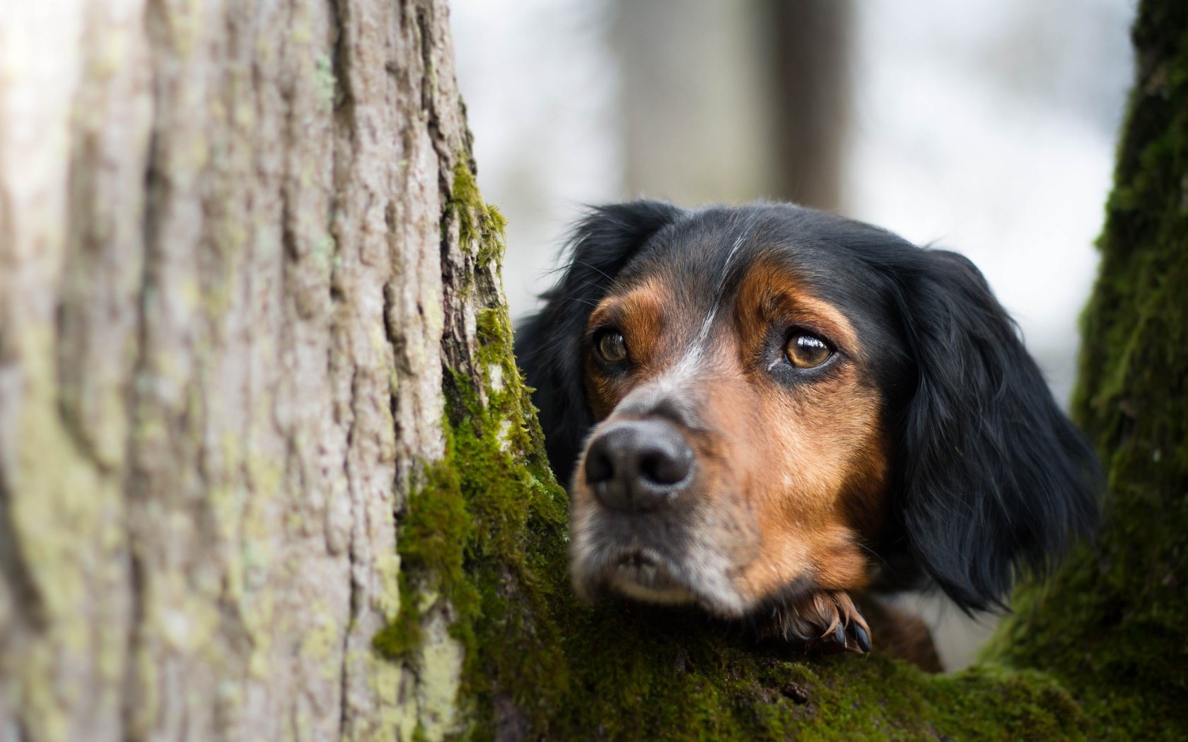 Обои дерево, взгляд, собака, мох, друг, tree, look, dog, moss, each разрешение 5184x3456 Загрузить