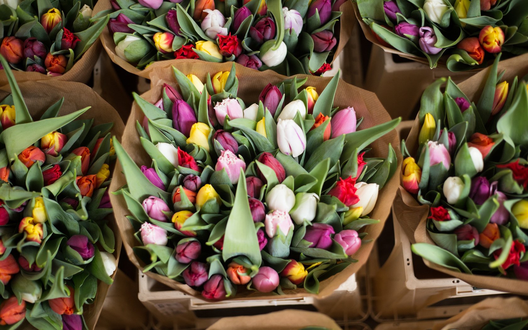 Обои цветы, бутоны, красочные, тюльпаны, букеты, alice achterhof, flowers, buds, colorful, tulips, bouquets разрешение 5472x3648 Загрузить