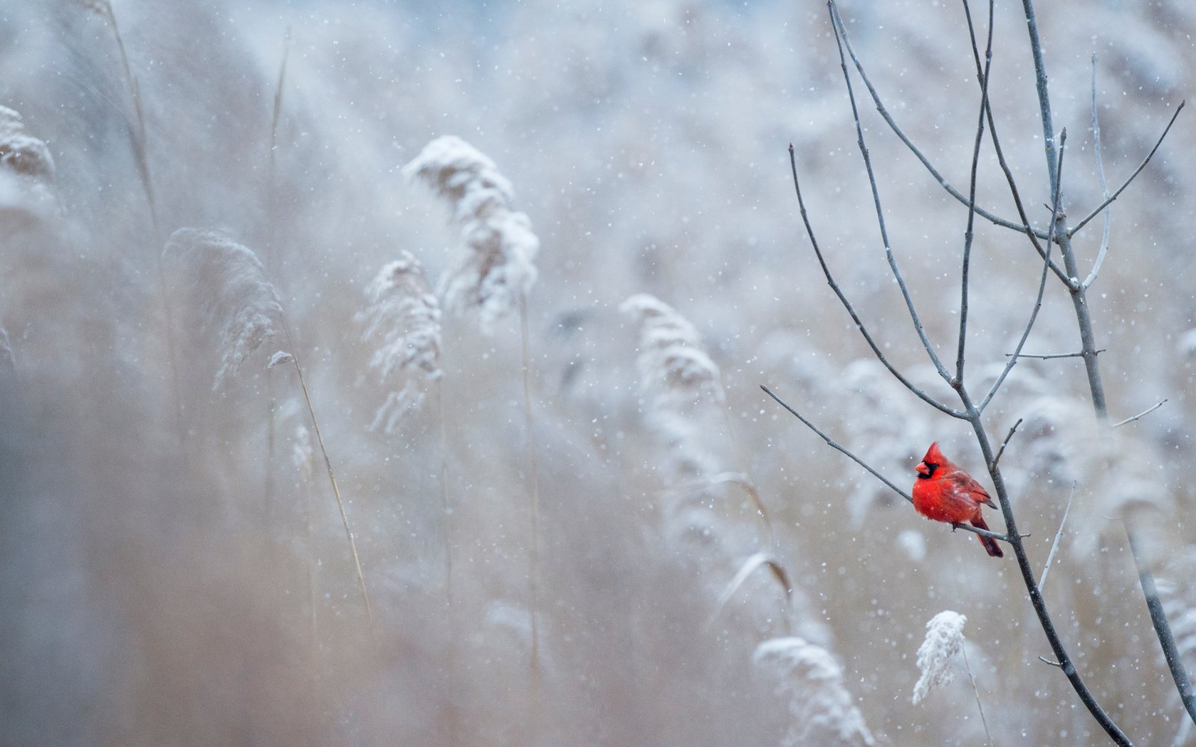 Обои снег, зима, птица, кардинал, ray hennessy, snow, winter, bird, cardinal разрешение 4667x3106 Загрузить