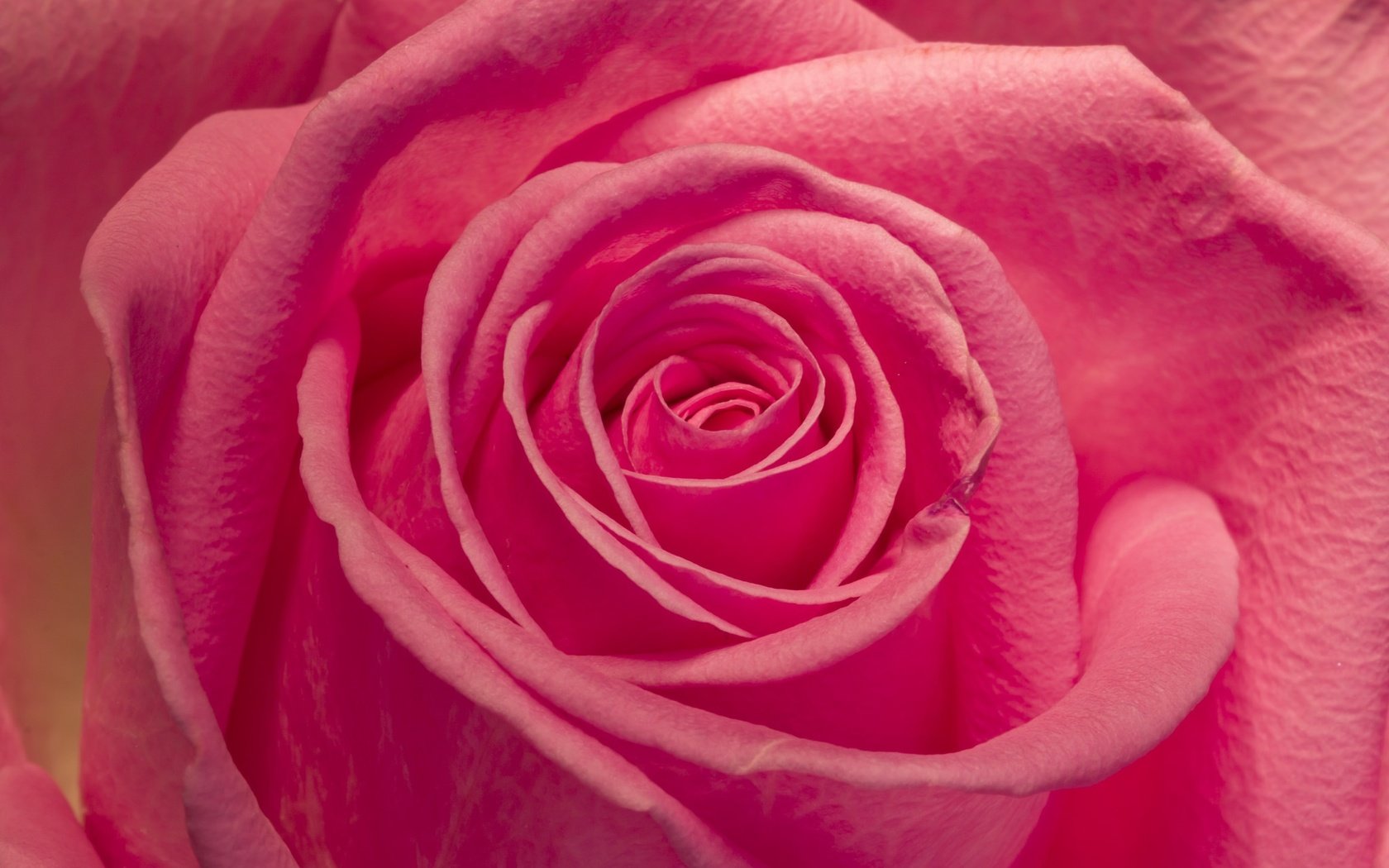 Обои макро, цветок, роза, лепестки, бутон, розовая, macro, flower, rose, petals, bud, pink разрешение 2048x1365 Загрузить