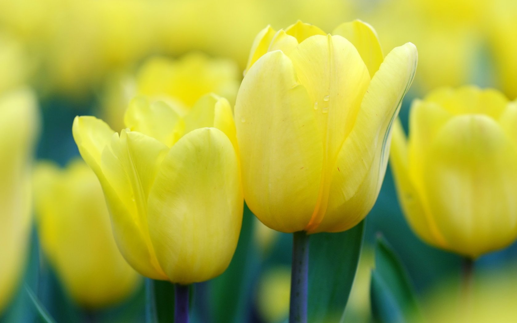 Обои цветы, бутоны, весна, тюльпаны, желтые, flowers, buds, spring, tulips, yellow разрешение 2048x1365 Загрузить
