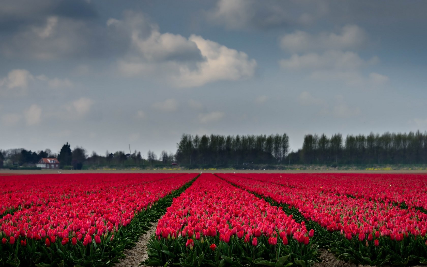 Обои небо, цветы, деревья, поле, горизонт, тюльпаны, the sky, flowers, trees, field, horizon, tulips разрешение 2667x1440 Загрузить