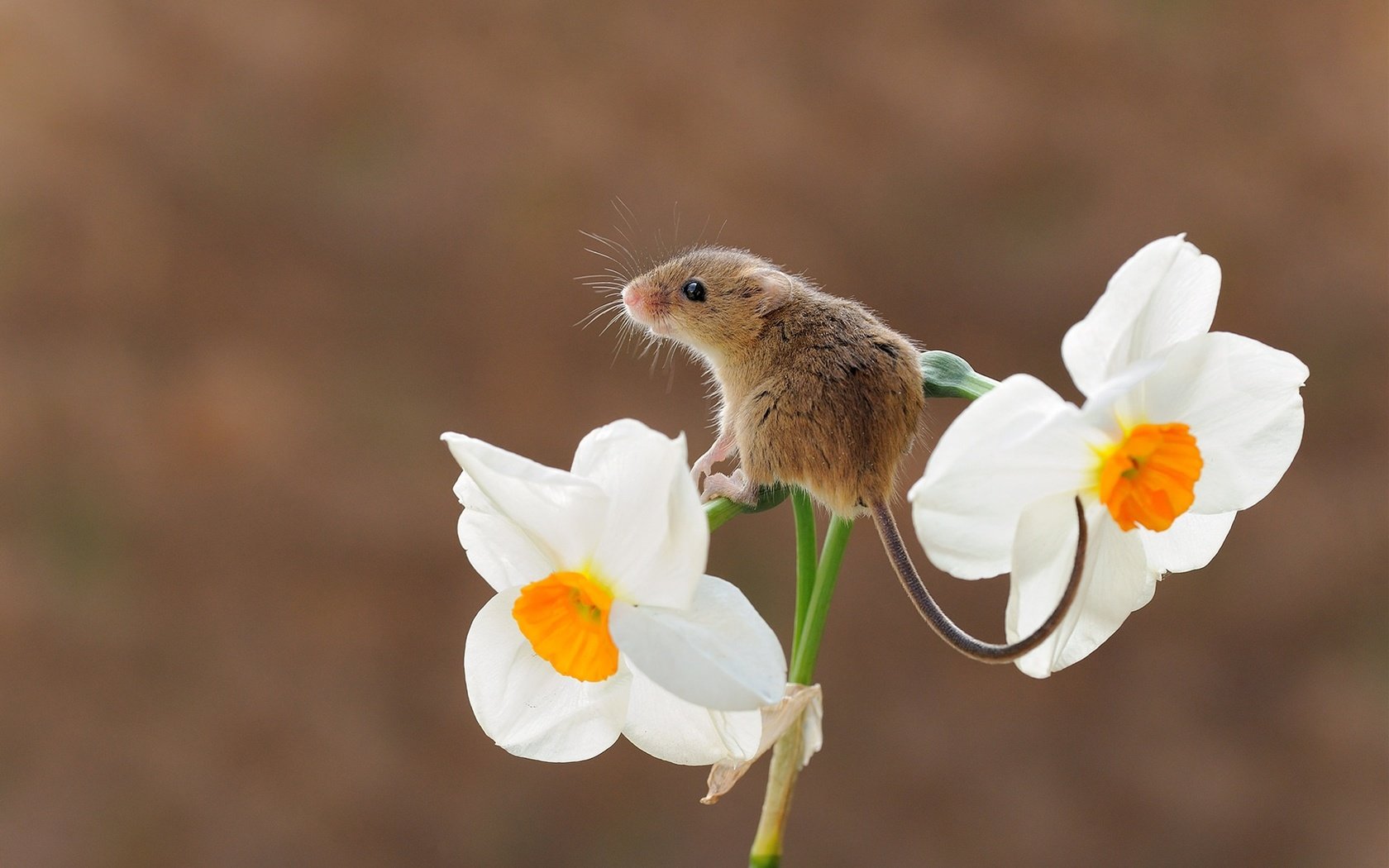 Обои цветок, мышь, животное, хвост, нарцисс, грызун, flower, mouse, animal, tail, narcissus, rodent разрешение 1920x1226 Загрузить