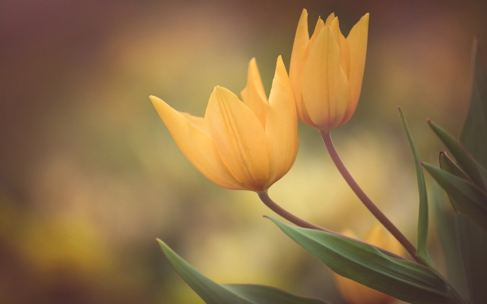 Обои бутоны, фон, лепестки, весна, тюльпаны, дуэт, жёлтые тюльпаны, buds, background, petals, spring, tulips, duo, yellow tulips разрешение 2048x1367 Загрузить