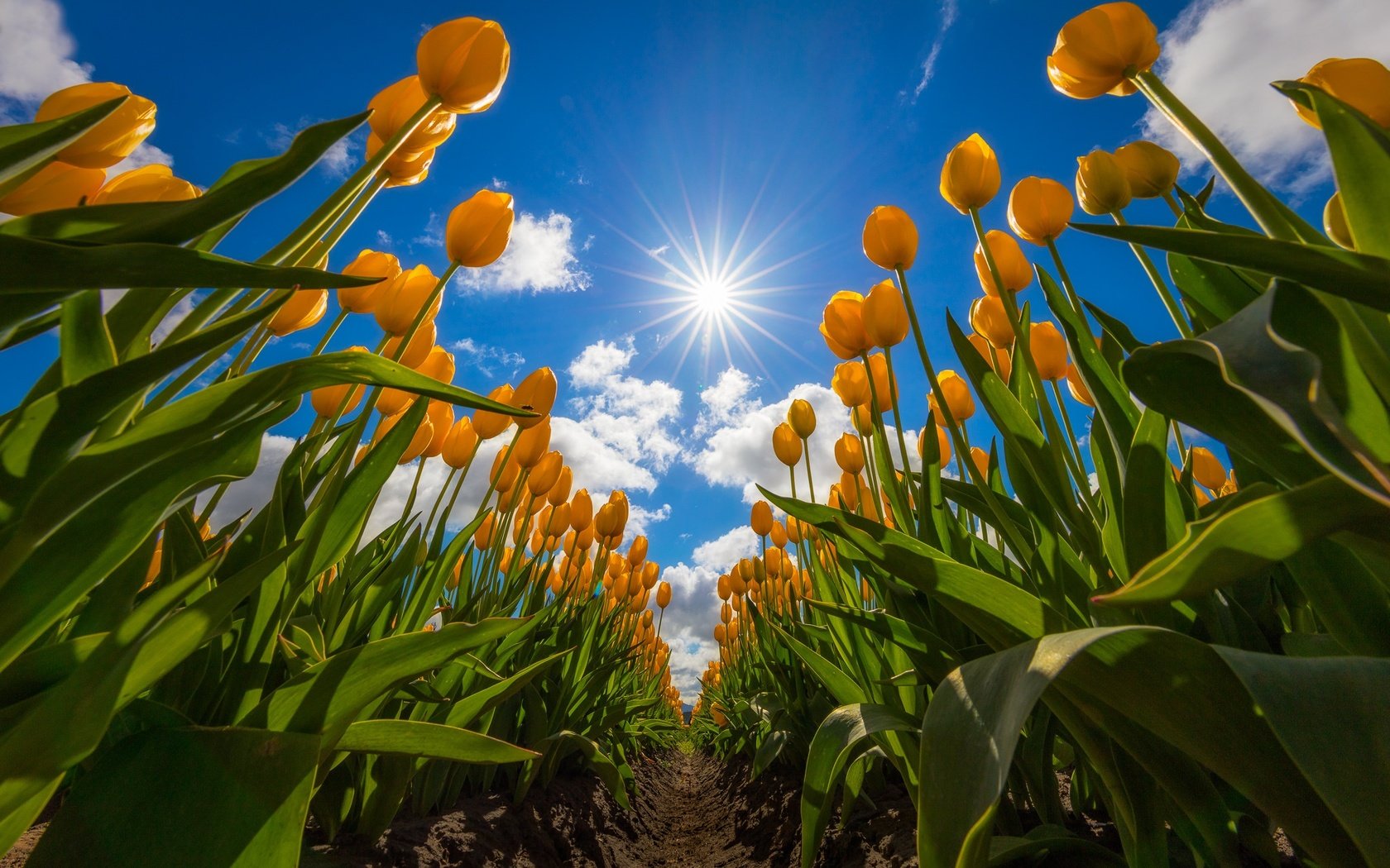 Обои небо, цветы, облака, поле, тюльпаны, жёлтые тюльпаны, the sky, flowers, clouds, field, tulips, yellow tulips разрешение 2048x1365 Загрузить