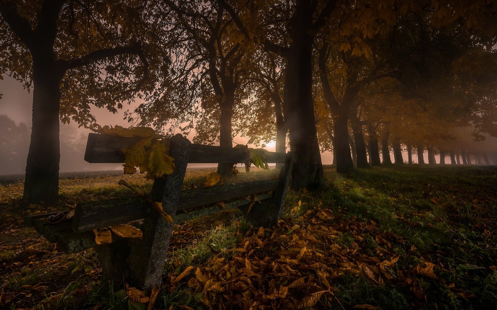 Обои ночь, деревья, листья, туман, осень, скамья, night, trees, leaves, fog, autumn, bench разрешение 2048x1152 Загрузить