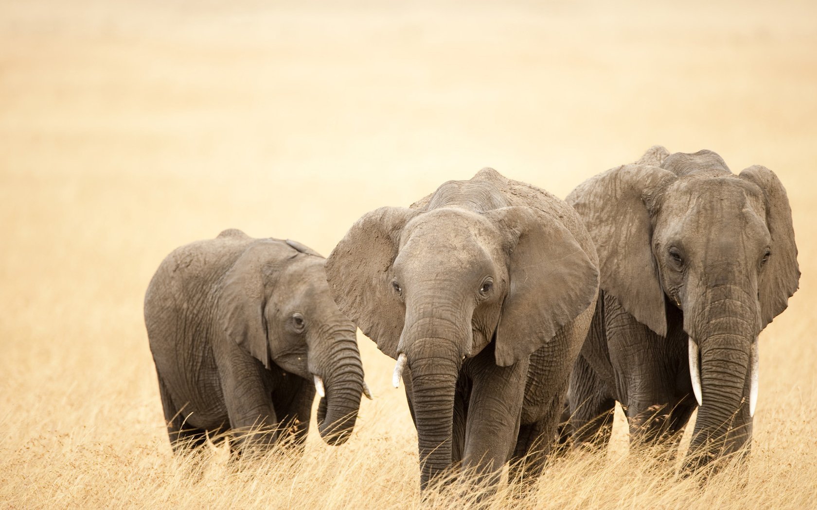 Обои уши, слоны, хобот, бивни, ears, elephants, trunk, tusks разрешение 1920x1080 Загрузить