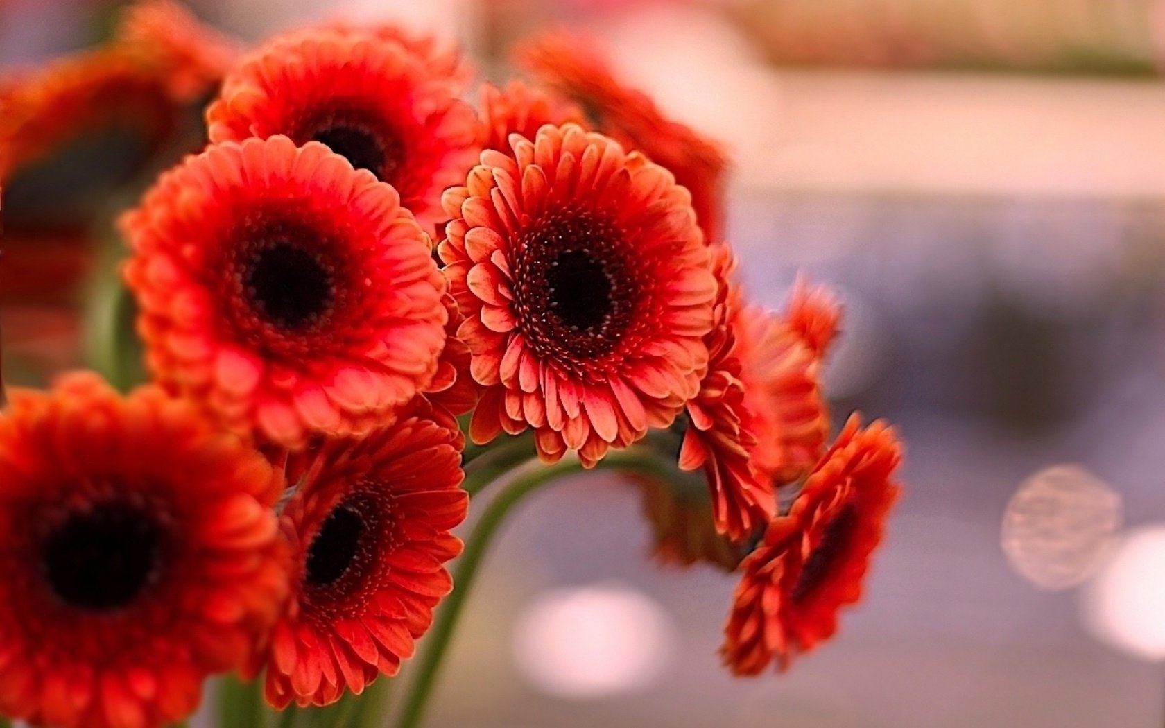 Обои цветы, лепестки, красные, герберы, flowers, petals, red, gerbera разрешение 1920x1292 Загрузить