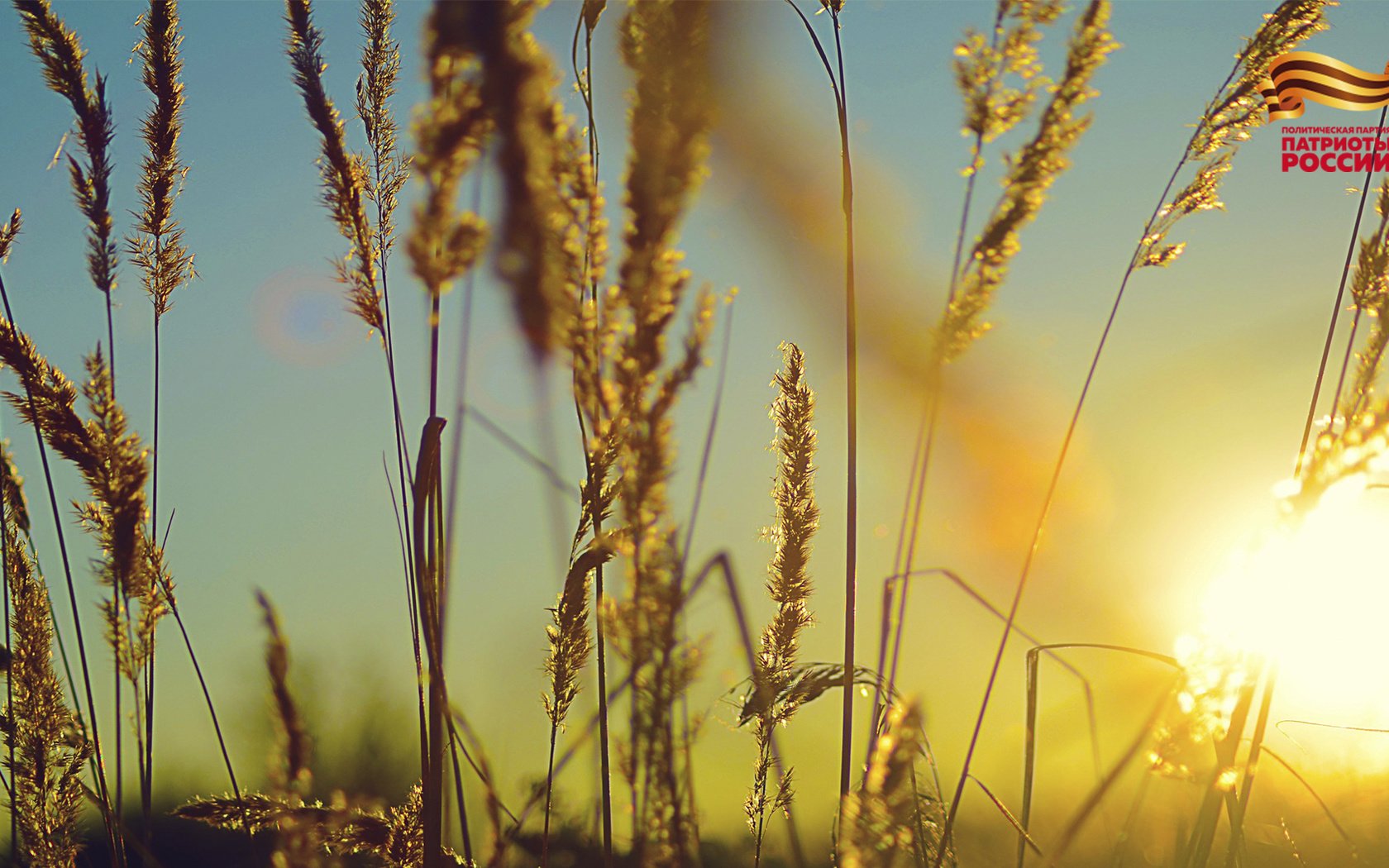 Обои небо, трава, солнце, природа, растения, фон, поле, колоски, the sky, grass, the sun, nature, plants, background, field, spikelets разрешение 1920x1080 Загрузить