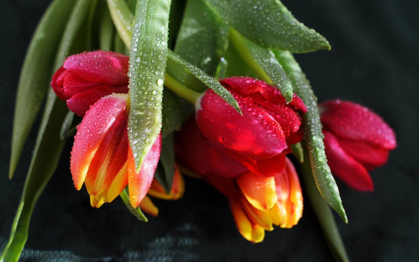 Обои цветы, вода, бутоны, капли, черный фон, тюльпаны, flowers, water, buds, drops, black background, tulips разрешение 2048x1356 Загрузить