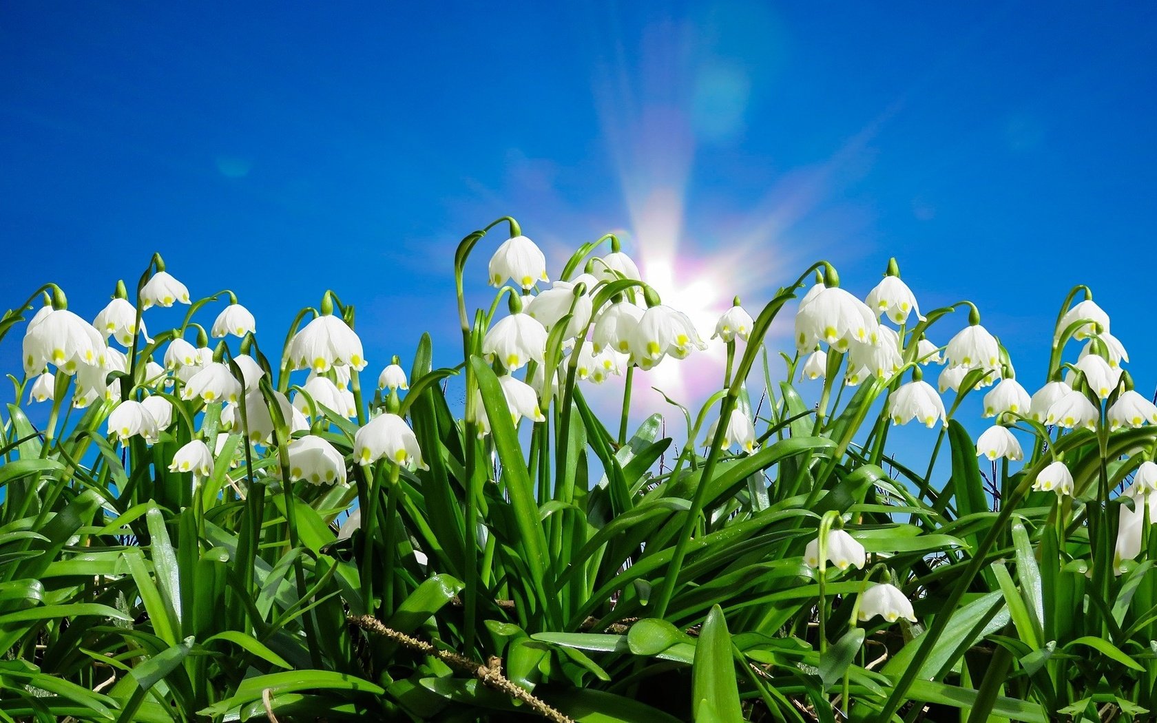 Обои небо, цветы, солнце, листья, весна, белоцветник, the sky, flowers, the sun, leaves, spring, snowflake разрешение 1920x1167 Загрузить