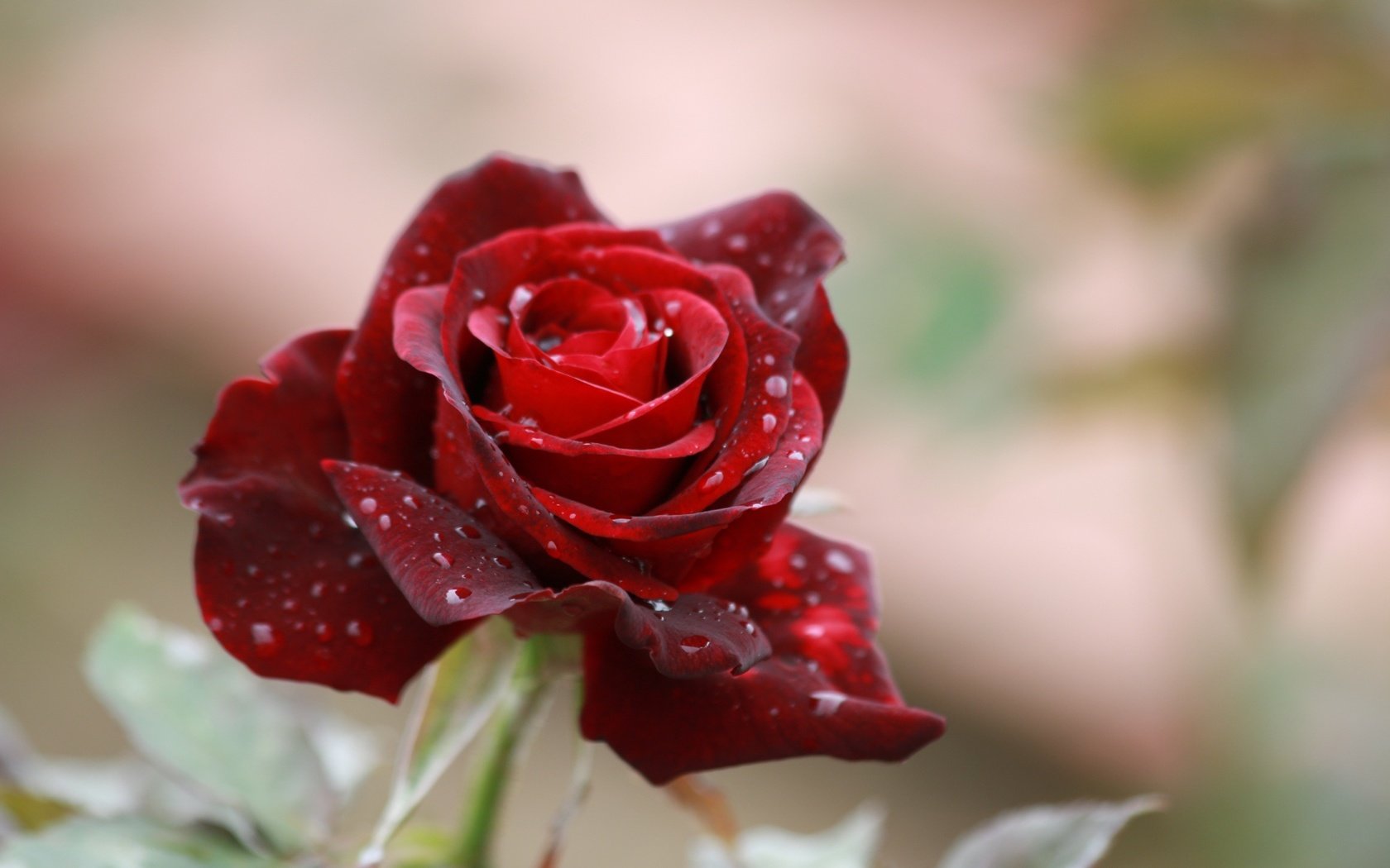 Обои цветок, капли, роза, лепестки, размытость, красная роза, flower, drops, rose, petals, blur, red rose разрешение 1920x1200 Загрузить