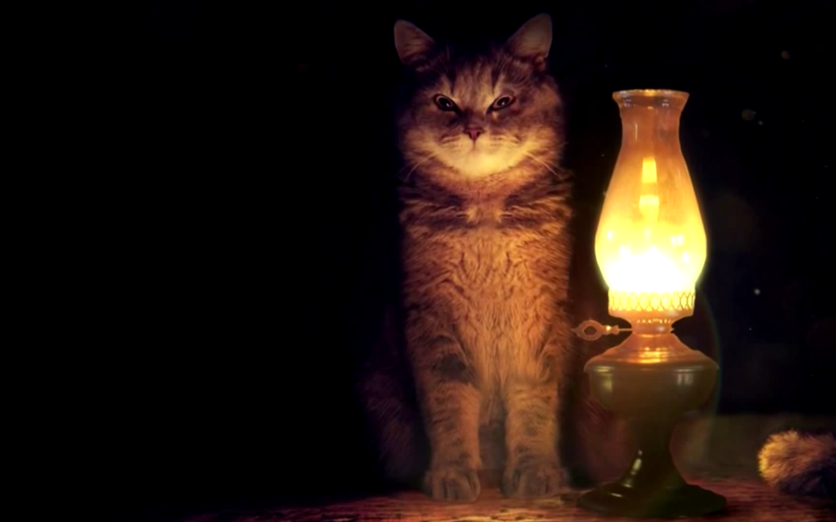 Обои свет, фон, кот, кошка, взгляд, лампа, light, background, cat, look, lamp разрешение 1920x1080 Загрузить