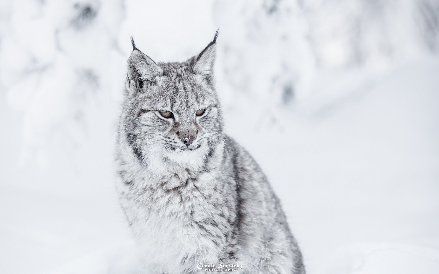 Обои зима, рысь, хищник, большая кошка, winter, lynx, predator, big cat разрешение 2880x1800 Загрузить