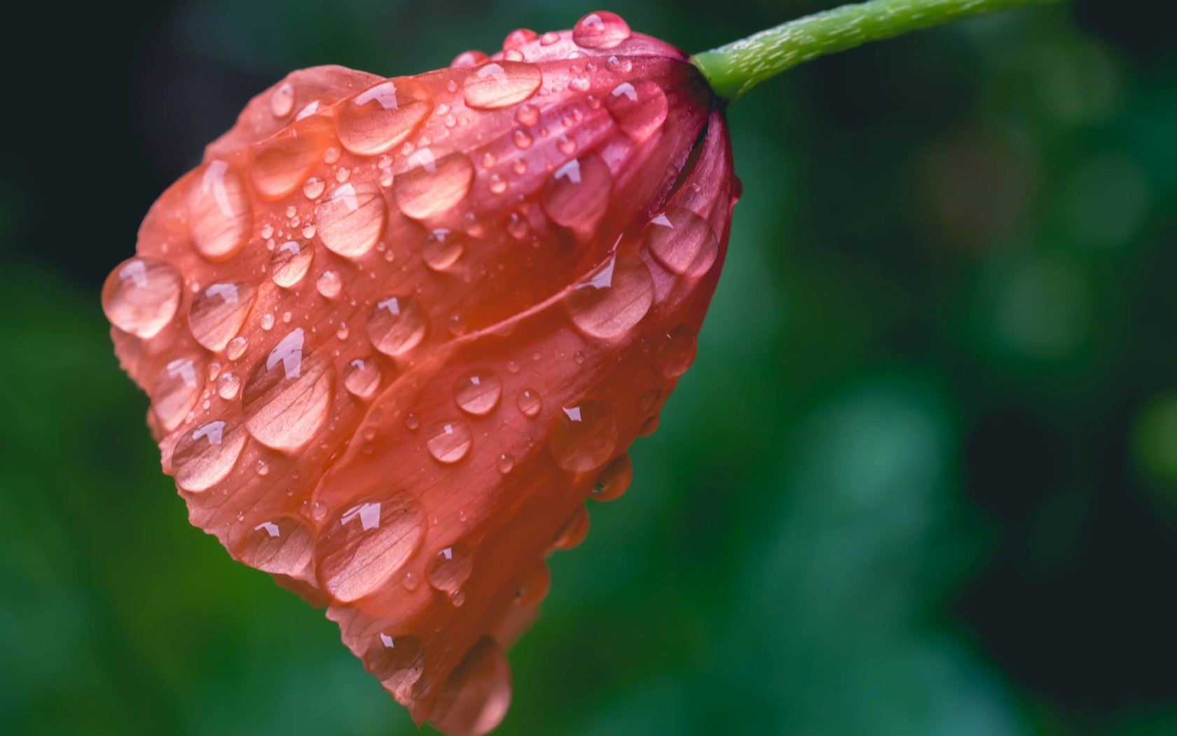 Обои макро, цветок, капли, мак, macro, flower, drops, mac разрешение 2048x1365 Загрузить