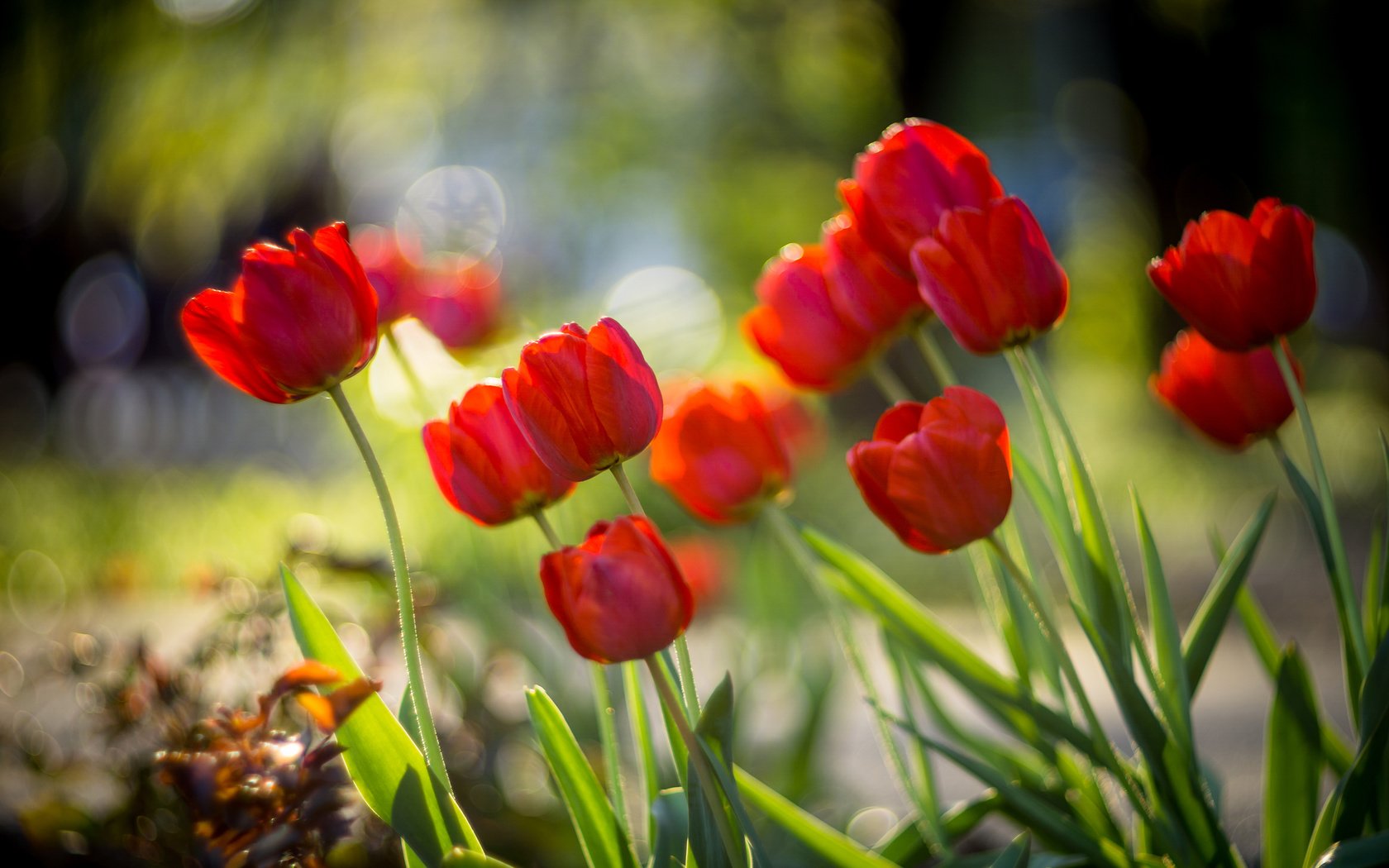 Обои цветы, бутоны, красные, весна, тюльпаны, боке, sorin mutu, flowers, buds, red, spring, tulips, bokeh разрешение 3840x2400 Загрузить