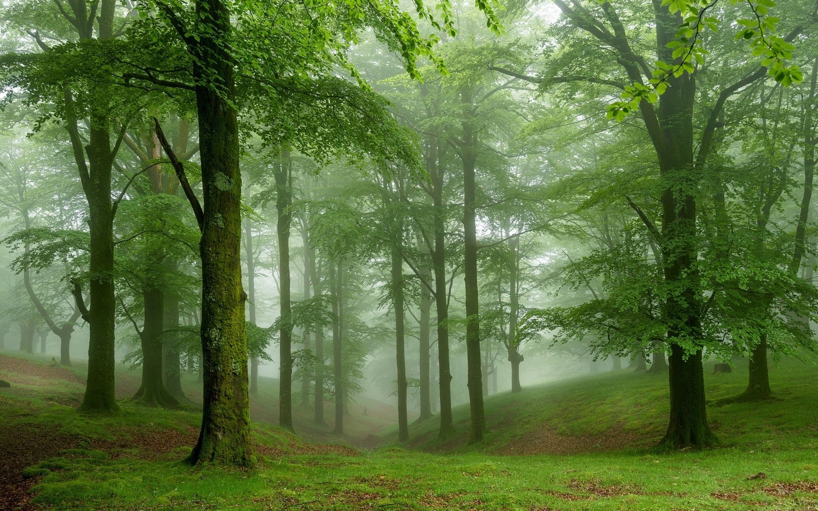 Обои деревья, природа, лес, туман, trees, nature, forest, fog разрешение 2048x1365 Загрузить