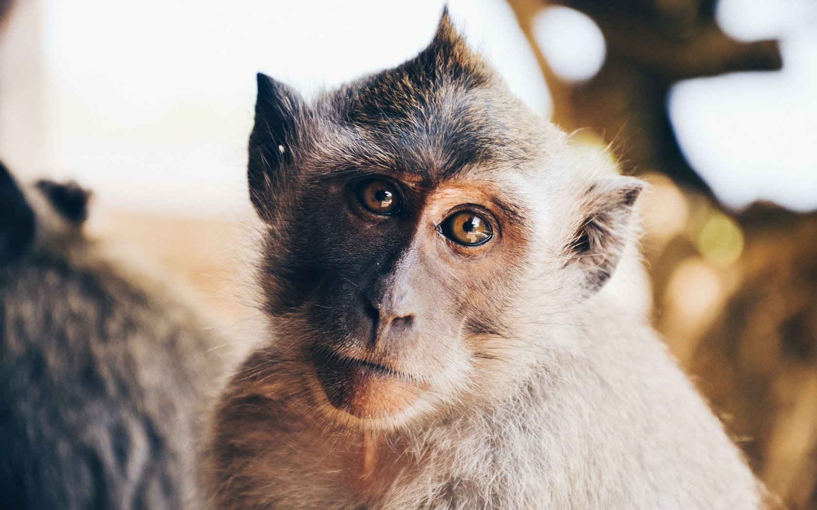 Обои портрет, взгляд, животное, обезьяна, примат, мартышка, portrait, look, animal, monkey, the primacy of разрешение 4928x3264 Загрузить