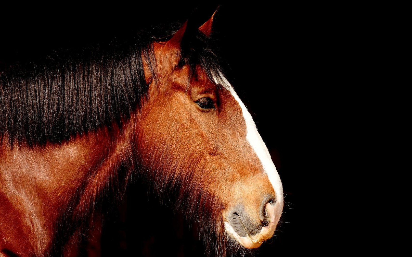 Обои лошадь, профиль, черный фон, конь, грива, horse, profile, black background, mane разрешение 1920x1319 Загрузить